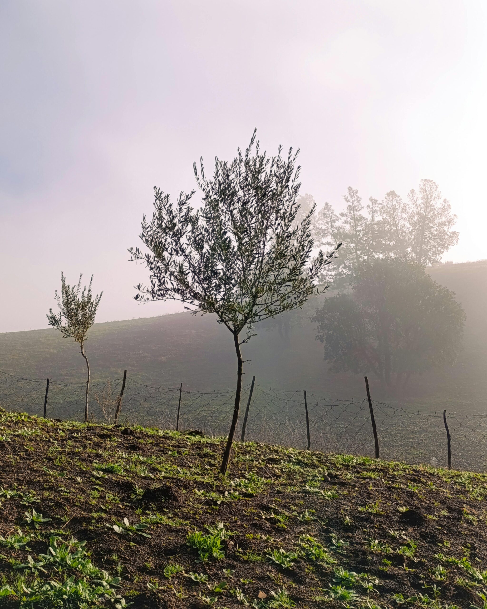 Sunrise Farm Walks