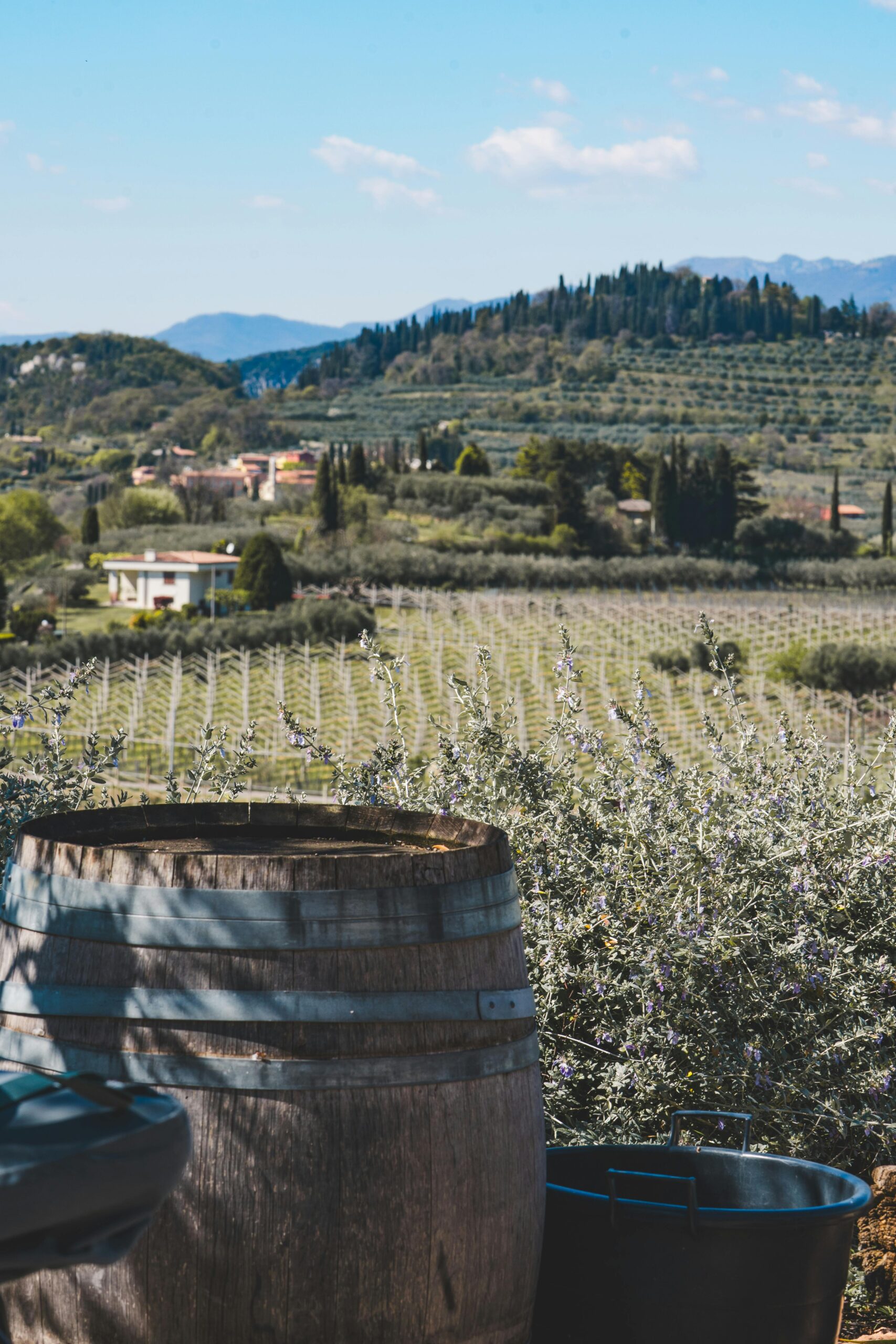 Cold-Press Olive Oil